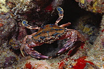 Rainbow Swimming Crab (Charybdis erythrodactyla) 20 feet deep, Hawaii
