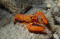 Red Reef Lobster (Enoplometopus occidentalis) 30 feet deep, Hawaii
