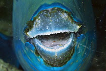 Parrotfish (Scarus sp) sleeping, close-up of mouth parrotfish create a protective cocoon around their body by secreting mucous from their mouth, Solomon Islands