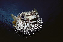 Porcupinefish (Diodon sp), Red Sea, Egypt