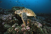 Green Sea Turtle (Chelonia mydas) swimming, Galapagos Islands, Ecuador