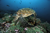 Green Sea Turtle (Chelonia mydas) feeding on coral, Galapagos Islands, Ecuador