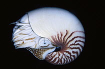 Chambered Nautilus (Nautilus pompilius), Papua New Guinea