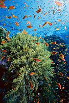 Soft Coral (Dendronephthya sp) outcroppings and Basslet (Pseudanthias sp), Red Sea, Egypt