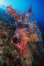 Soft Coral (Dendronephthya sp,) and Pigmy Sweeper (Parapriacanthus ransonneti), Red Sea, Egypt