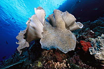 Leather Coral (Sarcophyton sp) close-up, underwater, Solomon Islands