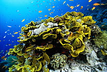 Stony Coral (Acropora sp) and baitfish, Solomon Islands