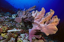 Elephant Ear Sponge (Ianthella basta) growing on coral reef, Solomon Islands