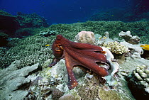 Octopus (Octopus sp) eating Giant Clam (Tridacna sp), Solomon Islands
