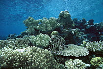 Hard Coral garden in shallow water, Solomon Islands