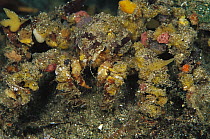 Decorator Crab (Camposcia retusa) covers itself with sponges and other living organisms as camouflage, Papua New Guinea