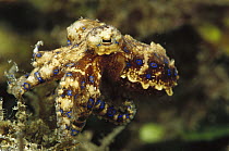 Blue-ringed Octopus (Hapalochlaena sp) only a few inches long and poison is deadly but they are not aggressive, Papua New Guinea