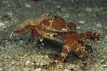 Blue-ringed Octopus (Hapalochlaena sp) male and female mating, note male inserting his reproductive tentacle into the female's siphon, Papua New Guinea