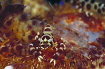 Coleman's Shrimp (Periclimenes colemani) pair with shed carapace, Papua New Guinea