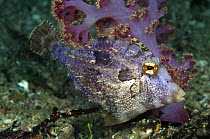 Filefish (Pervagor sp), New Guinea