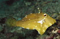 Filefish (Pervagor sp), New Guinea
