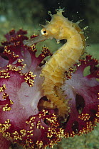 Seahorse (Hippocampus sp) holding on to a Crinoid, Papua, Papua New Guinea