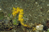 Seahorse (Hippocampus sp) juvenile clinging to seaweed, Papua New Guinea