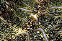 Polyclad (Pseudobiceros sp) detail of skin, Papua New Guinea