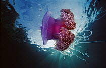 Crown Jellyfish (Netrostoma setouchianum), Papua New Guinea