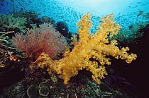 Soft Coral (Dendronephthya sp) Sea Fan (Melithaea sp) and schooling reef fish, Papua New Guinea