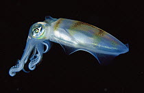 Squid (Sepioteuthis sp) portrait, side view, Papua New Guinea