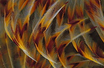 Feather Duster Worm (Eudistylia vancouveri) detail of tentacles, Papua New Guinea