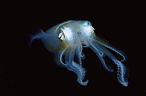 Squid (Sepioteuthis sp) portrait, front view with tentacles extended, Papua New Guinea