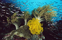 Crinoid (Comantheria sp) Leather Coral (Sarcophyton sp) and schooling fish, Papua New Guinea