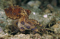 Blue-ringed Octopus (Hapalochlaena sp) only a few inches long and poison is deadly but they are not aggressive, eating a Decorator Crab, Papua New Guinea
