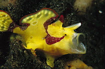 Frogfish (Antennarius sp) yawning, sometimes thought to be a threatening display, Papua New Guinea