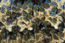 Beaufort's Crocodilefish (Cymbacephalus beauforti) detail of scales