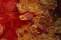 Shrimp (Periclimenes sp) living among the gills of the Spanish Dancer (Hexabranchus sanguineus) nudibranch, 50 feet deep, Papua New Guinea