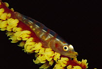 Whip Coral Goby (Bryaninops youngei) on Wire Coral (Cirrphipathes spiralis) 60 feet deep, Solomon Islands