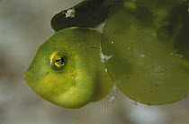 Filefish (Pervagor sp) juvenile hiding behind algae, 70 feet deep, Solomon Islands