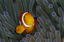 Blackfinned Clownfish (Amphiprion percula) in a Magnificent Sea Anemone (Heteractis magnifica) 40 feet deep, Solomon Islands