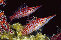 Longnose Hawkfish (Oxycirrhites typus) pair, 60 feet deep, Papua New Guinea