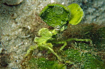 Crab (Huenia sp) carrying Algae (Halimeda macroloba) for camouflage, 70 feet deep, Papua New Guinea