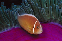 Pink Anemonefish (Amphiprion perideraion) in Magnificent Sea Anemone (Heteractis magnifica) 40 feet deep, Papua New Guinea