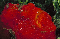 Frogfish (Antennarius sp) female 70 feet deep, Papua New Guinea