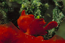 Frogfish (Antennarius sp) male 70 feet deep, Papua New Guinea
