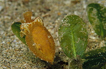 Cuttlefish (Sepia sp) resting on Sea Grass (Halophila ovalis) 30 feet deep, Papua New Guinea
