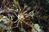 Hairy Sponge Crab (Dromidia antillensis) 40 feet deep, Papua New Guinea