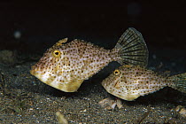 Filefish (Pseudomonacanthus sp) pair, 100 feet deep, Papua New Guinea