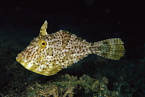 Filefish (Pseudomonacanthus sp) 100 feet deep, Papua New Guinea