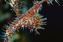 Harlequin Ghost Pipefish (Solenostomus paradoxus) female carrying eggs in her pouch, 30 feet deep, Solomon Islands