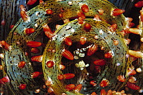 Squat Anemone Shrimp (Thor amboinensis) nestled in Sea Anemone tentacles (Actinostephanus haeckeli) 60 feet deep, Papua New Guinea