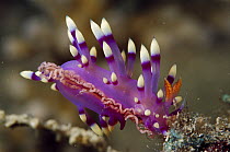Nudibranch (Flabellina sp) laying eggs, 20 feet deep, Papua New Guinea