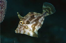 Filefish (Pseudomonacanthus sp) 50 feet deep, Papua New Guinea