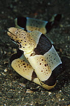 Moray Eel (Muraenidae) 30 feet deep, Papua New Guinea